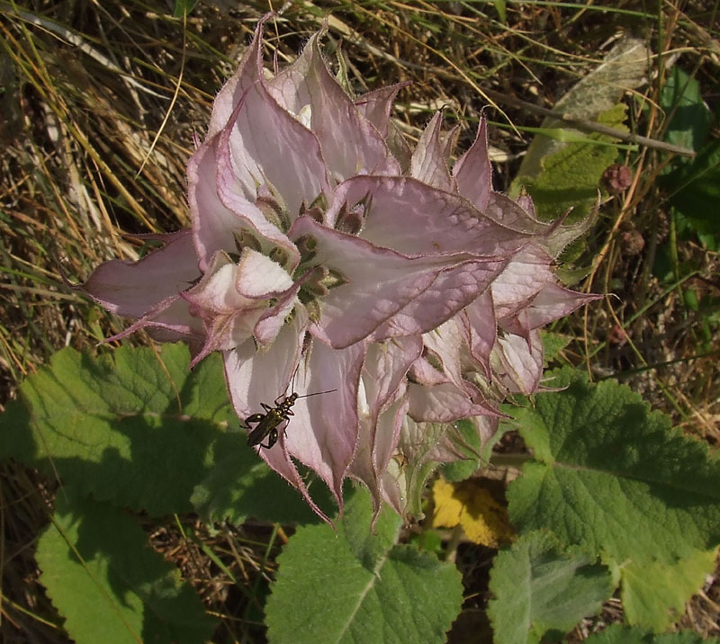 Salvia sclarea / Salvia moscatella